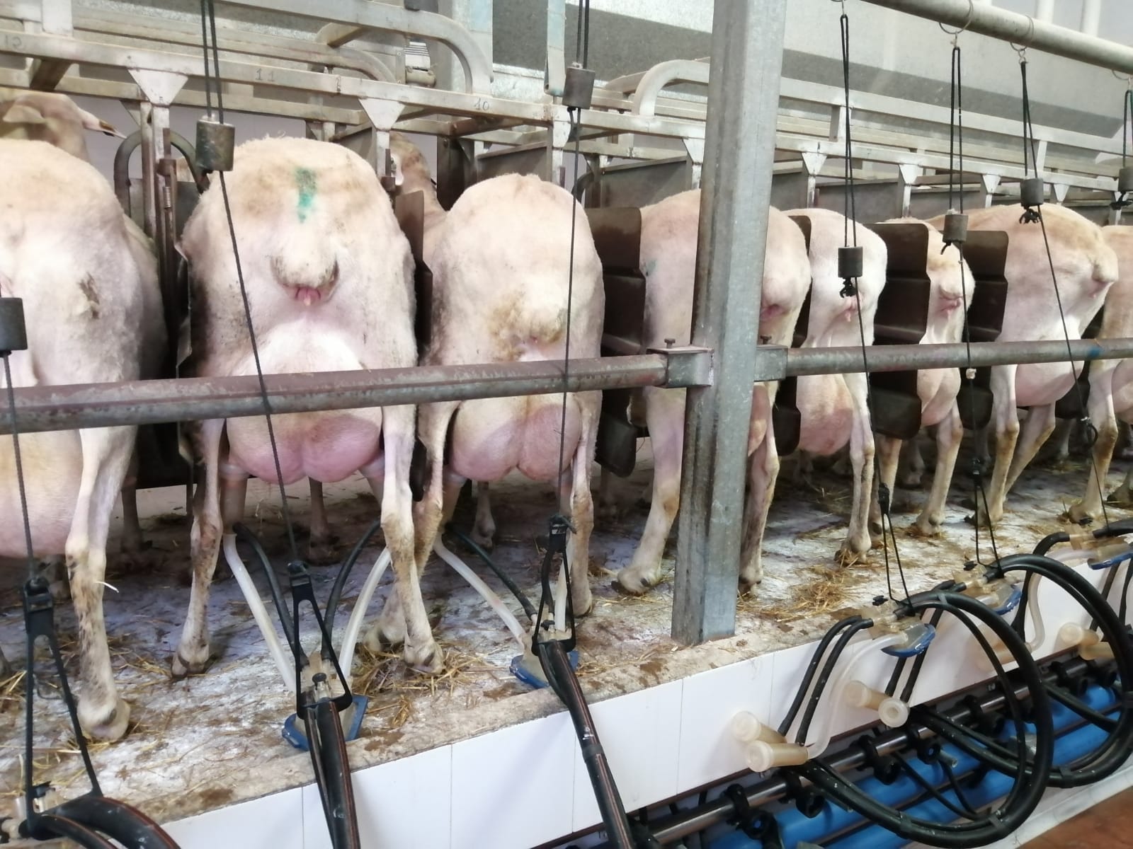 calidad de la leche