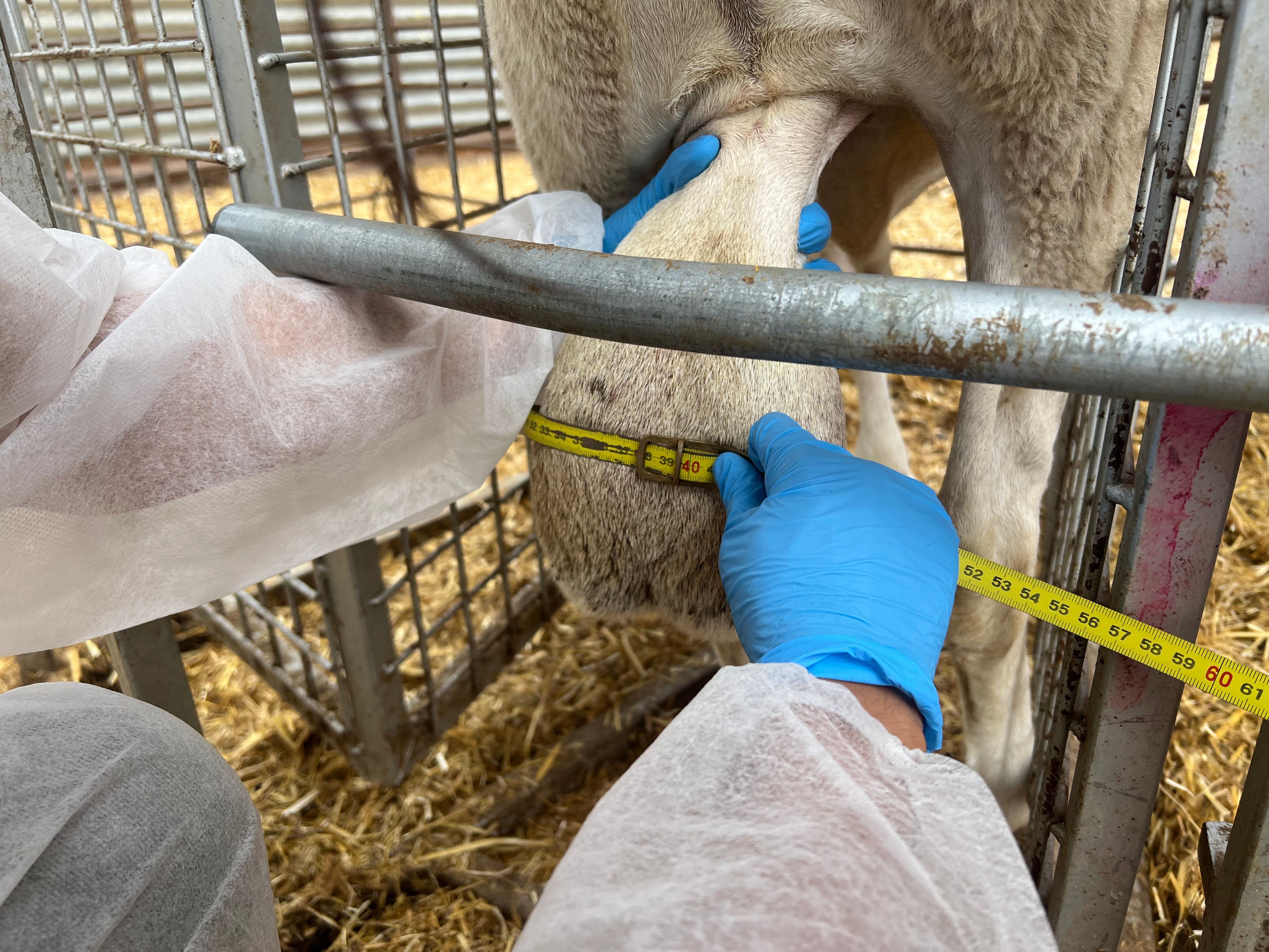evaluación machos